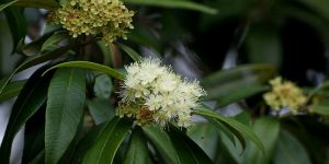 5 Ingredients special to Queensland