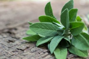 health benefits sage