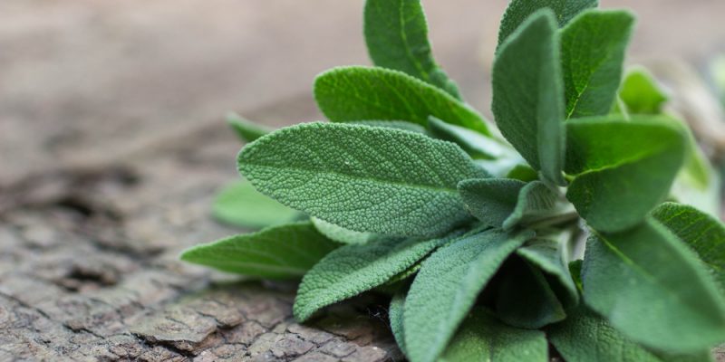 health benefits sage