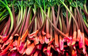 spotlight rhubarb