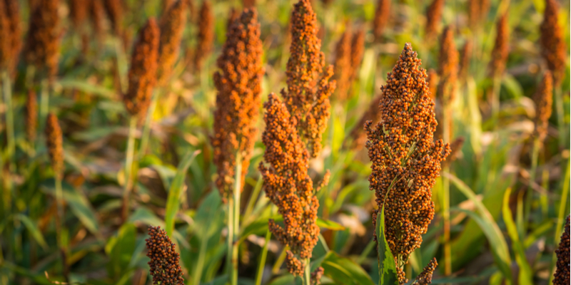 Regional QLD Summer Crop Sorghum