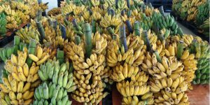 The Management of Refrigerated Transport Logistics