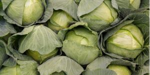 Spotlight on Cabbage